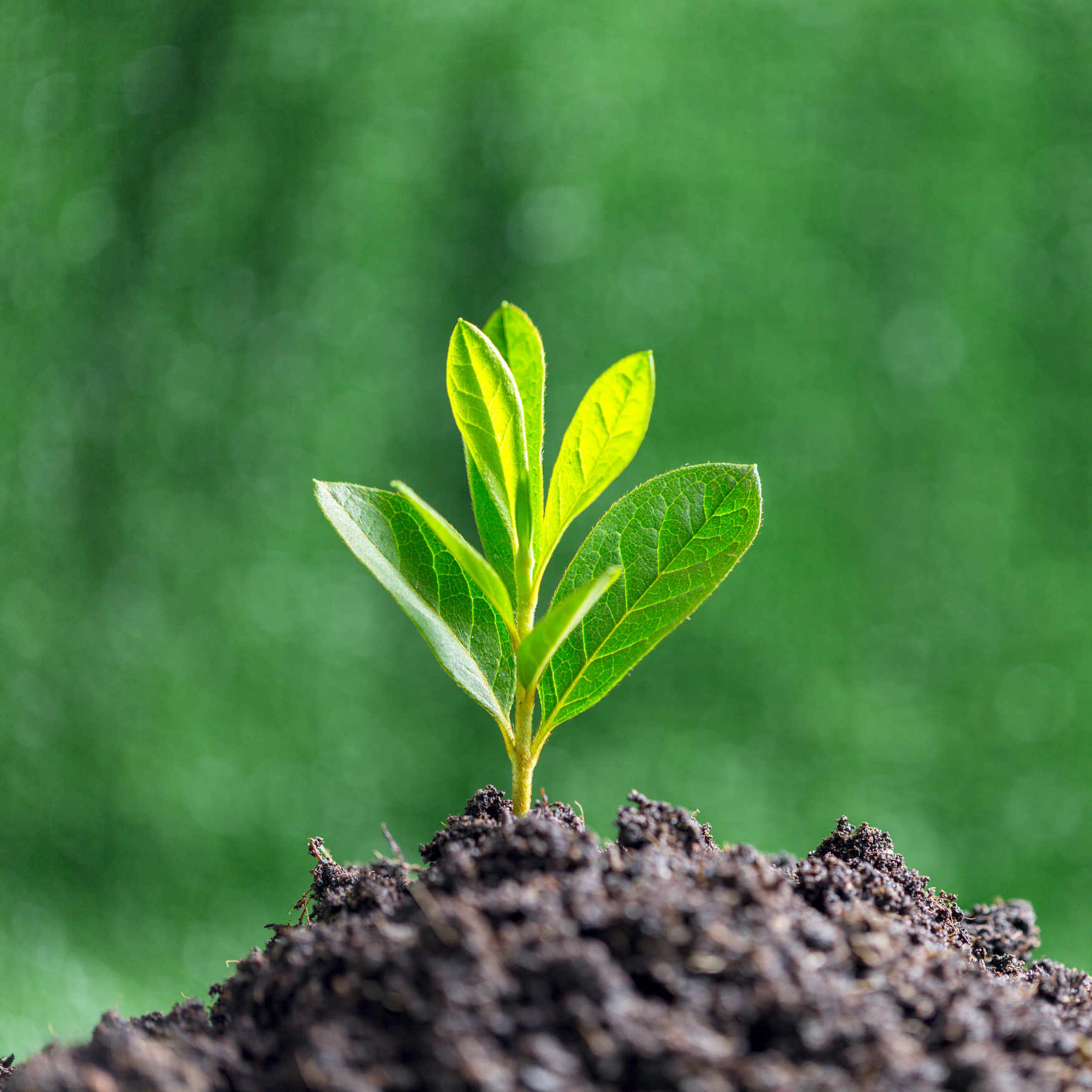 Fundo: Natureza e sustentabilidade